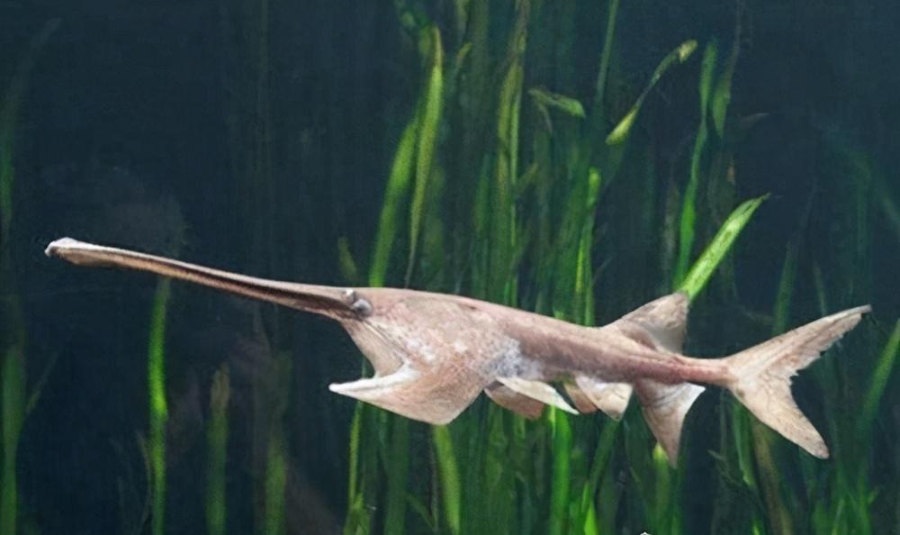 国内最凶猛的淡水鱼(10大凶猛淡水鱼图片)-寅森速头条