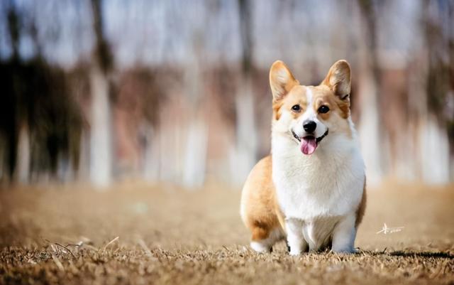 小型寵物狗品種圖片,這8種小型犬非常忠誠(小型狗狗品種大全及圖片)