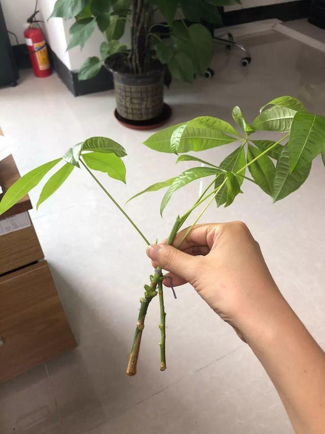 发财树可以扦插繁殖吗，发财树扦插繁殖方法（发财树养一盆就够了）