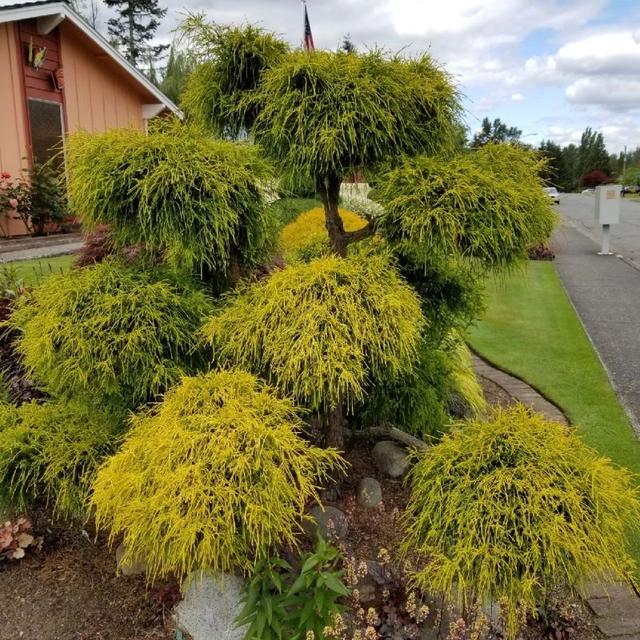 侧柏的特征特性及栽培技术，侧柏的养护与栽培管理（柏树的观赏品种可真多）