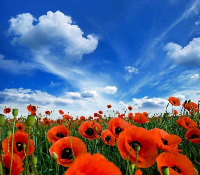 云想衣裳花想容是什么意思，云想衣裳花想容（云想衣裳花想艳）