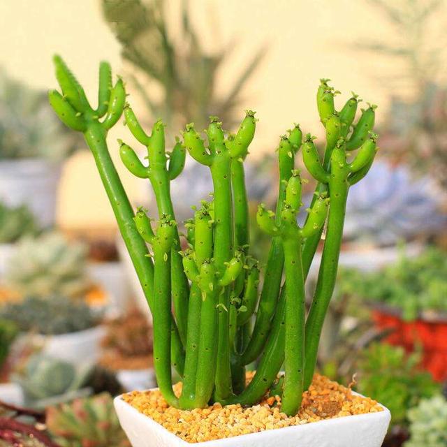 67种有毒多肉，这些多肉谨慎买