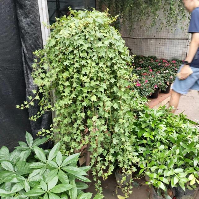 荷花最好看的品种是什么，这花最好看、最好养