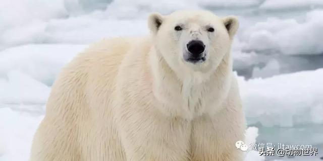 北极熊会游泳吗，北极熊为什么游泳这么厉害（体型最大的陆上肉食性动物-北极熊）