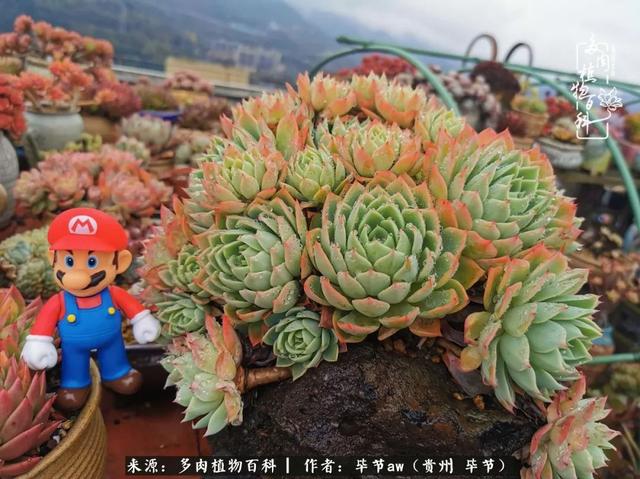 晴天橙子可爱头像微信，晴天橙子可爱头像（有多少次的会心一笑，全因多肉）