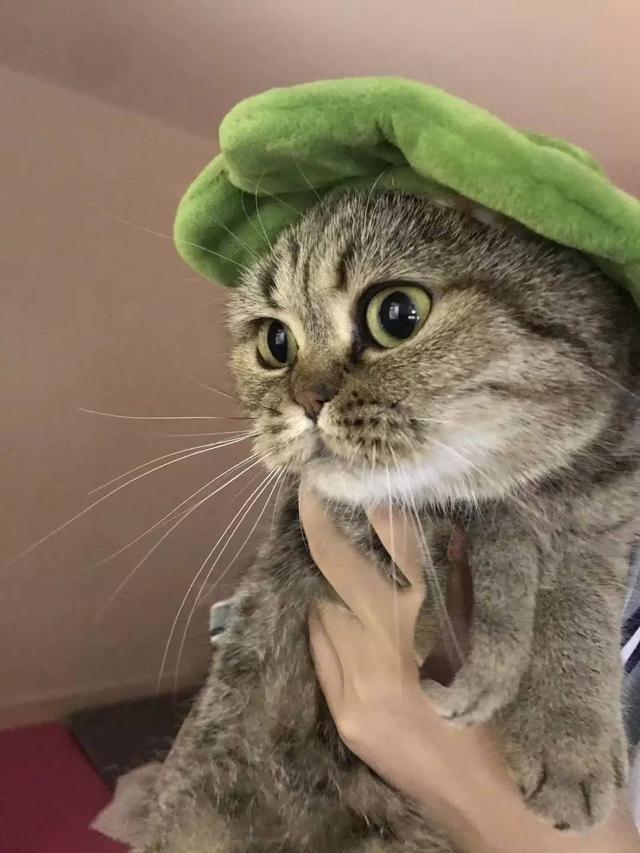 故宫最胆小御猫，我们只是惊呼是不够的