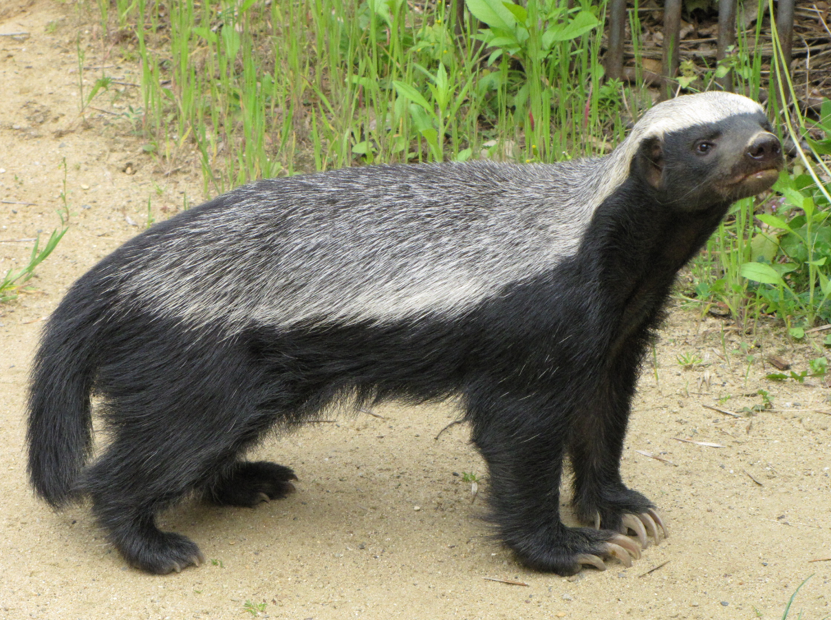 蜜獾的天敌,蜜獾的天敌是谁-寅森速头条