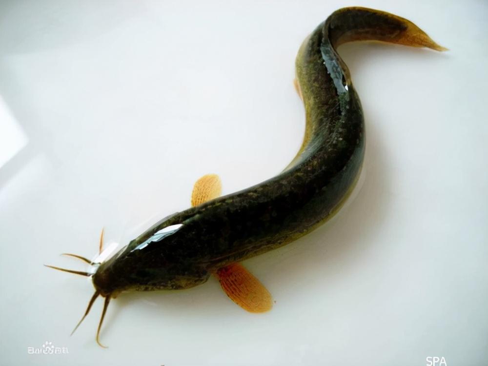 三叶唇鱼介绍,双唇鱼学名叫什么(鱼类:中国淡水鱼类图谱)