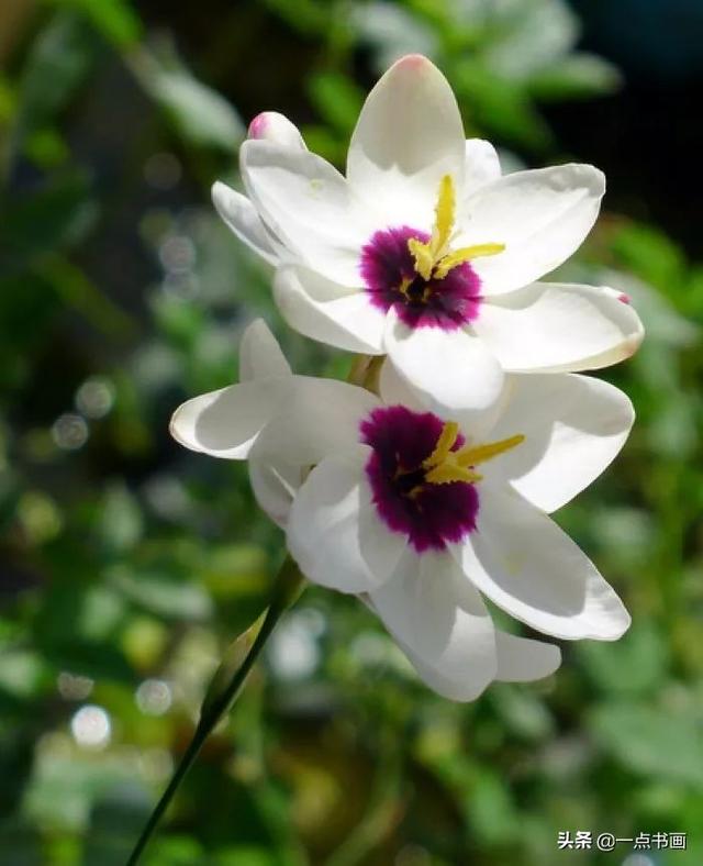 各种颜色百合花的花语和寓意，百合不同颜色的花语代表什么（百合花还分很多品种，你知道不）