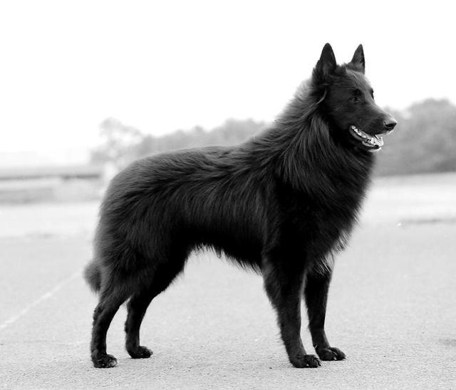 边境牧羊犬智商，边境牧羊犬能有多聪明（智力排行第一的边牧、德牧）