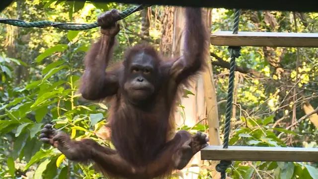 猩猩、狒狒和猴子的区别，狒狒和猩猩谁是猴科动物（是猿是猴，傻傻分不清楚）