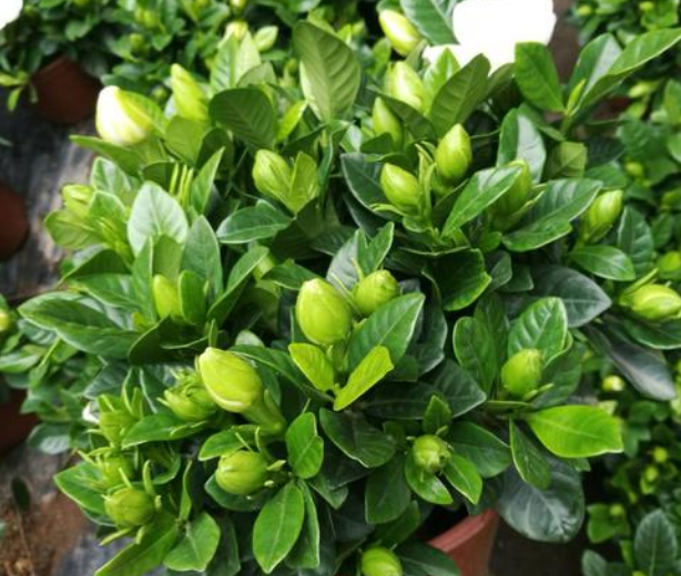 栀子花的养殖方法，栀子花喜欢的3种肥（栀子花能用水养吗）