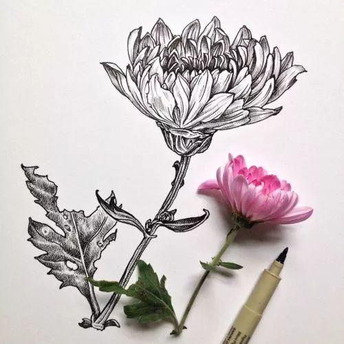 怎样用中性笔画玫瑰花好看，中性笔画花卉图片（一篇用针管笔画的植物花卉）