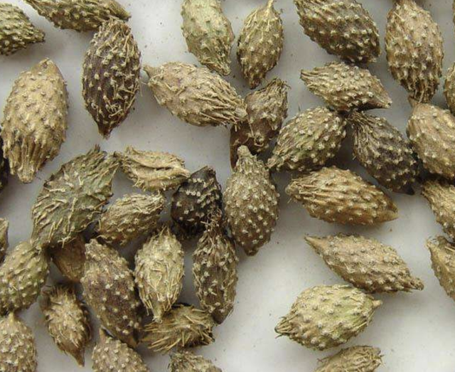 野草仓耳子是什么，仓耳子是什么植物（“1种杂草”在田边）