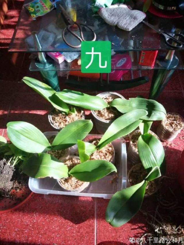 饰品批发厂家，中国饰品批发厂家排名榜（蝴蝶兰想养好很容易）