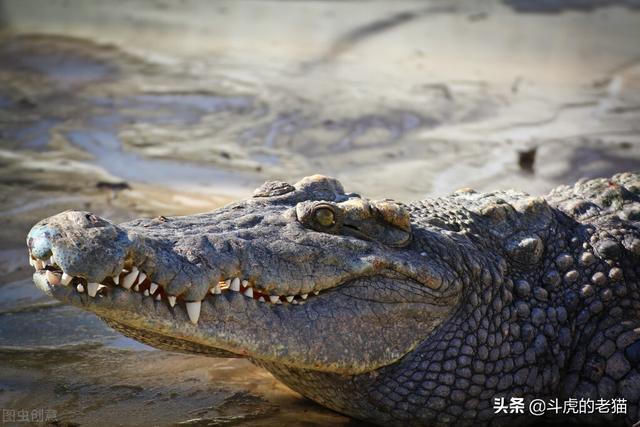 鳄鱼是两栖动物吗，扬子鳄是两栖动物吗（科莫多龙VS鳄鱼）