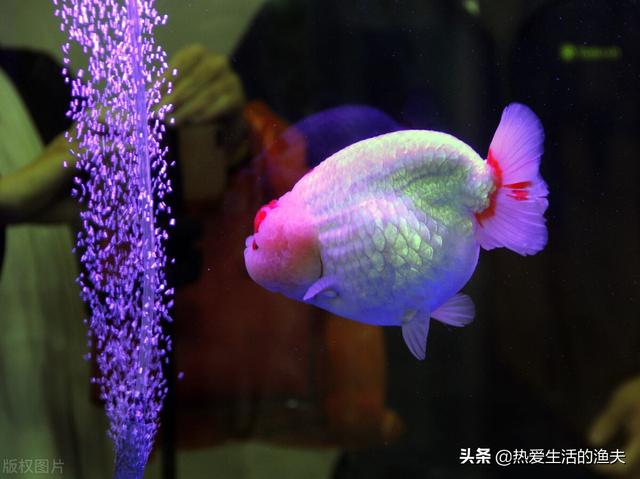 怎么养金鱼的技巧，怎么养金鱼的技巧和方法（金鱼到底一天喂几次为宜）