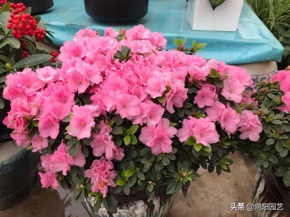 杜鹃花的养殖，盆栽杜鹃的养殖小妙招（西洋杜鹃的养殖方法和注意事项）