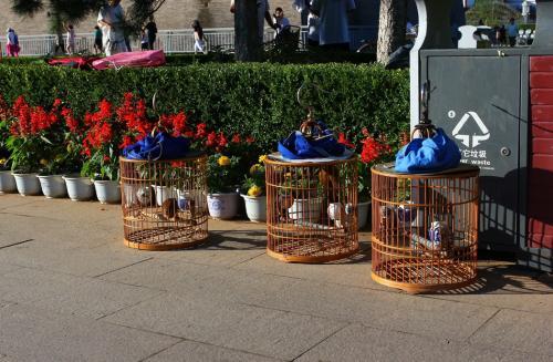 画眉鸟不叫有什么办法，画眉鸟不会叫怎么回事（让你的画眉成为最亮的崽）