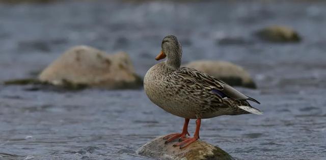 野鸭的种类有哪些，野鸭子有哪几种（TA就是野鸭中最靓的仔）