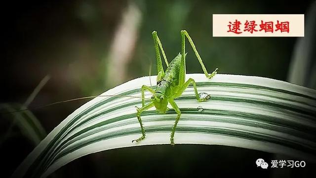 赛跑的拼音，赛跑的拼音怎么读（部编版二年级下册第23课《祖先的摇篮》知识点+图文讲解）