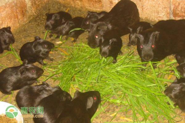 黑豚（黑豚鼠），有哪些养殖注意事项（中华黑豚鼠图片）