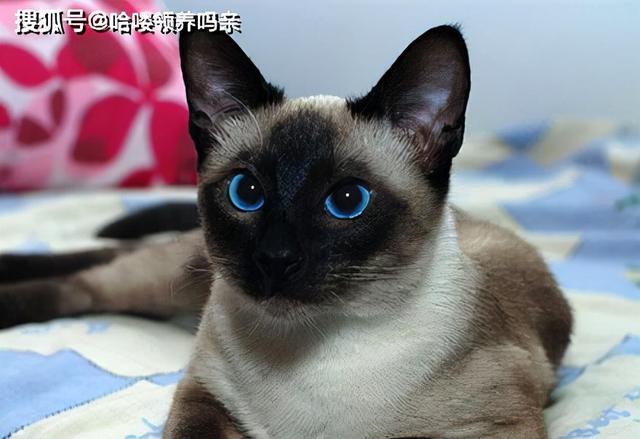 暹罗国是哪个国家（猫界变色龙：暹罗猫）