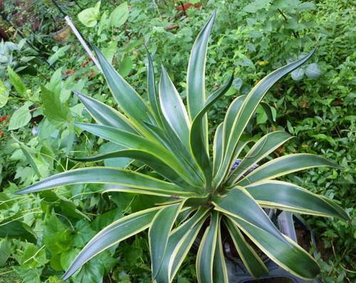 龙舌兰花怎么养，花卉龙舌兰怎样养护（家里养盆龙舌兰）