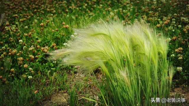 蚍蜉撼树是什么意思，蚍蜉撼树螳臂当车是什么意思（白居易的成名作）