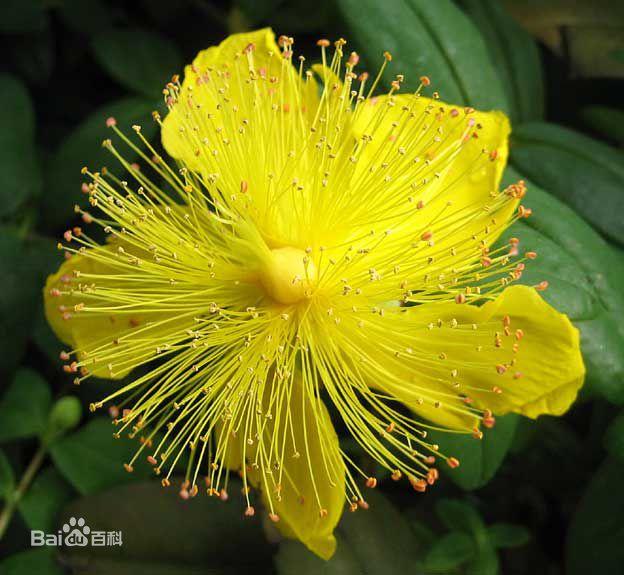 世界各种花的花语大全，世界上7种最妖孽的花花语