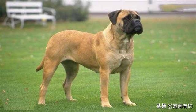 斗牛獒犬，獒犬的力量及速度于一身（斗牛犬价格）