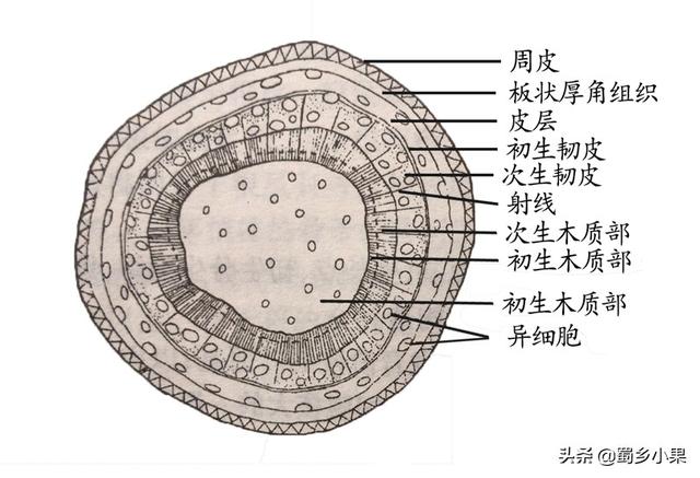 树干为什么是圆的，为什么树干都是圆的（茎对于猕猴桃的作用有多大）