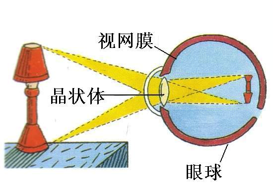 狗子:怎麼這麼巧,每次成像都能落在視網膜上?