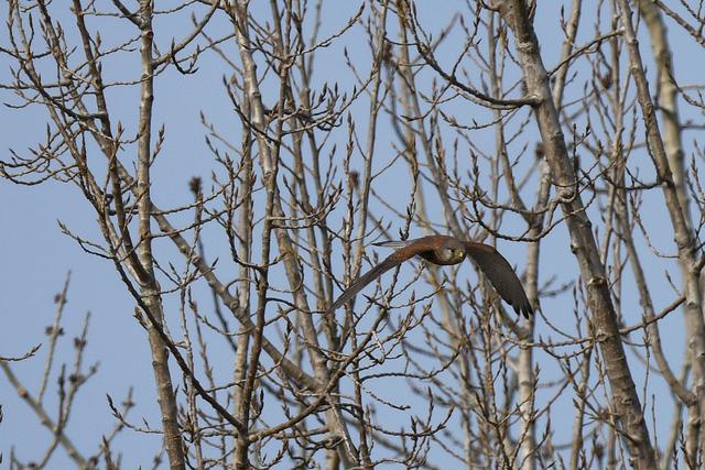 水鸡是什么，水鸡是什么车（西方秧鸡、叽咋柳莺......）
