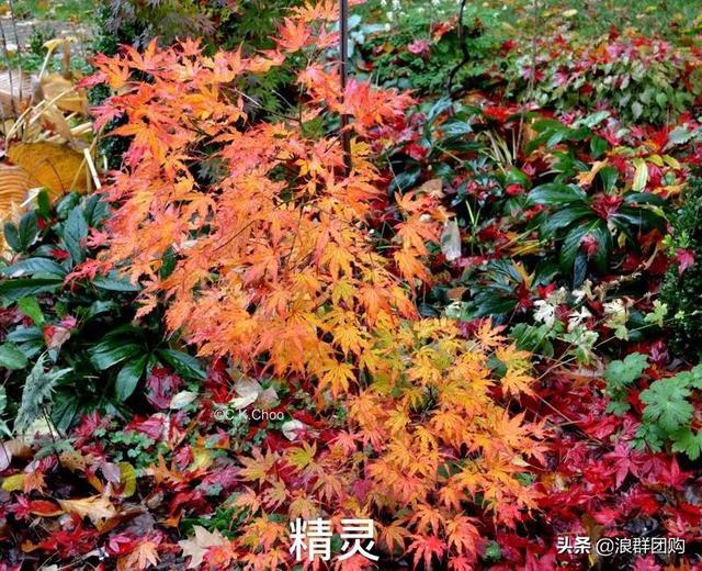 什么样的枫树填空。，什么的枫树填空词语二年级（增添了花园四季色彩之美）