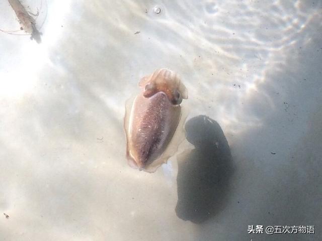 乌贼就是章鱼吗 乌贼并不是章鱼，乌贼就是章鱼吗（青岛常吃的乌贼，你都认识吗）