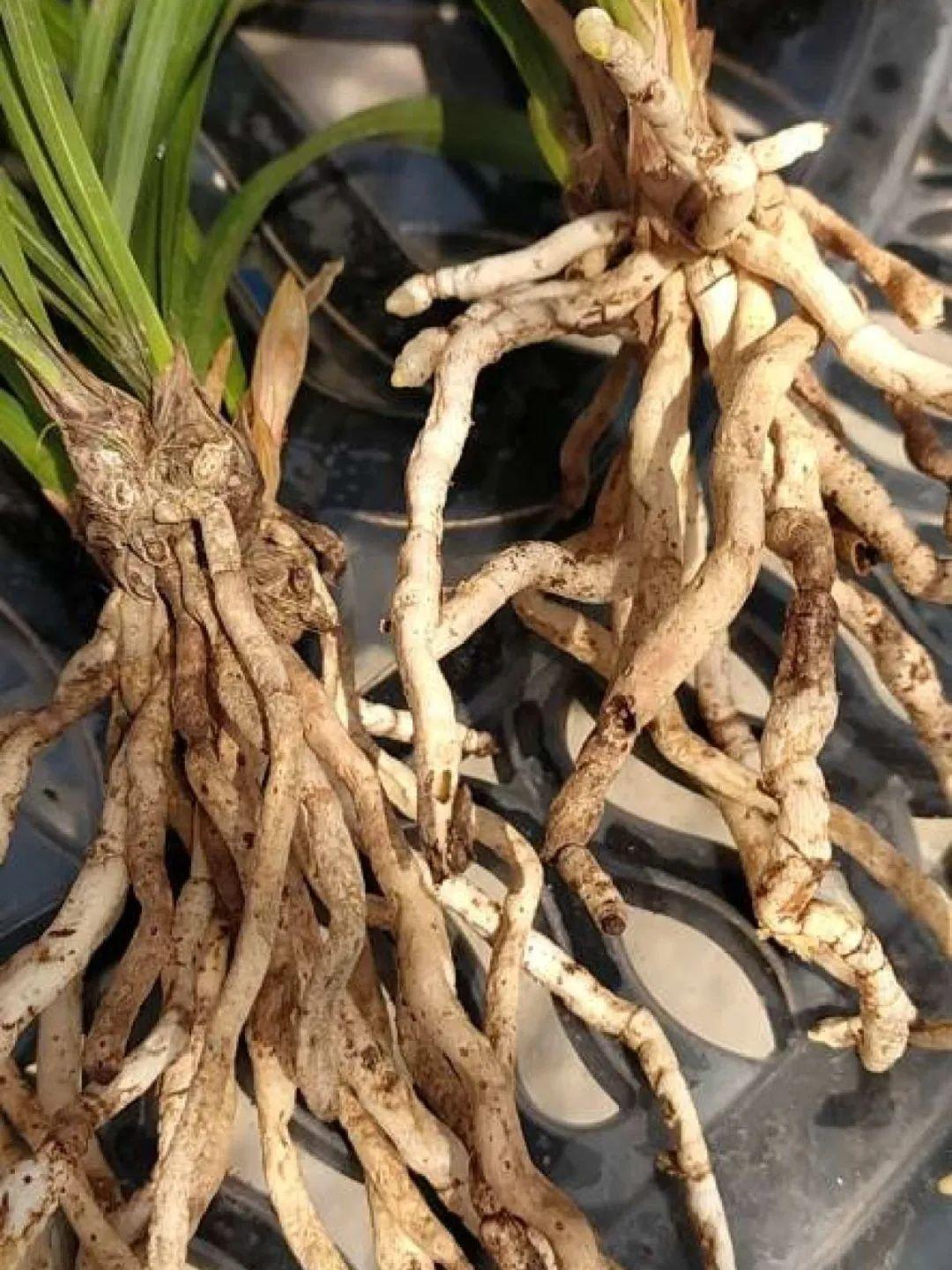 麦冬和兰花,价格差距也挺大的,所以会有骗子钻空子,大家在购买兰花时