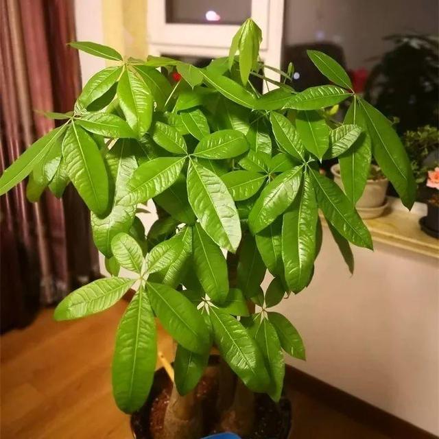 住宅大门朝东，住宅大门朝东风水布局（家里的大门朝哪）