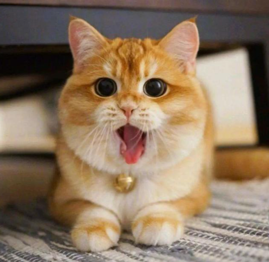 猫为什么喜欢咬人，猫为什么喜欢咬人手指又不真的咬（多半是这些原因导致的）