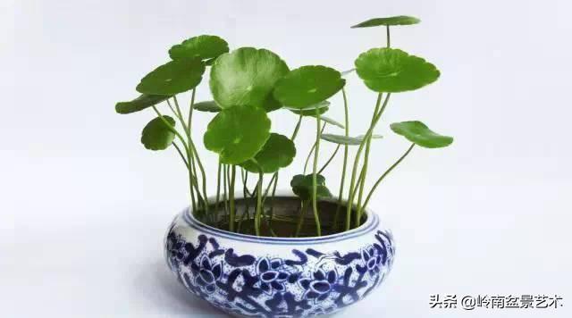 属猪女种什么植物旺财，属猪女种什么植物旺财旺运（养什么植物最旺财运）