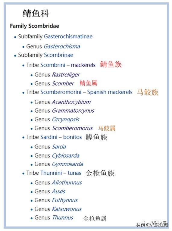 马鲛鱼有几种，马鲛鱼是什么鱼种（鲐鱼、鲅鱼、挪威青花鱼）