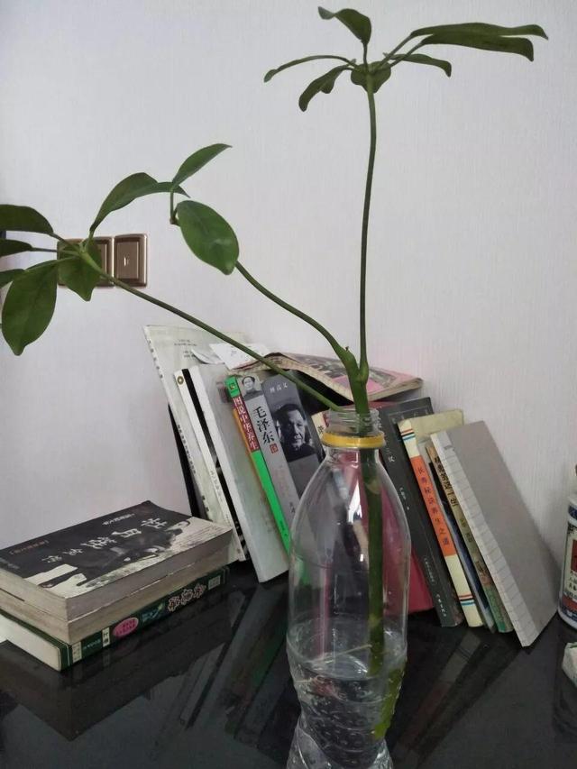 发财树可以扦插繁殖吗，发财树扦插繁殖方法（发财树养一盆就够了）