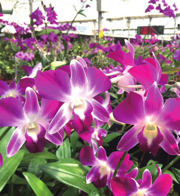 石斛组培瓶（石斛苗，组培石斛苗怎么炼苗（秋石斛繁殖及栽培养护）