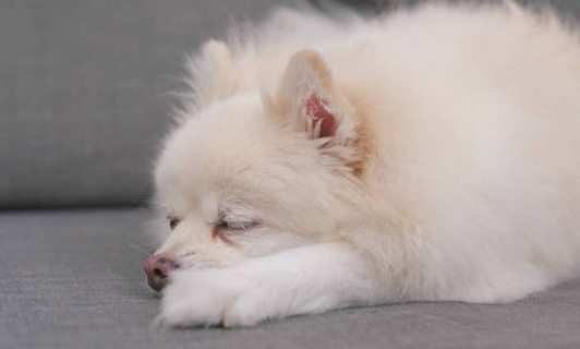 狗狗被阉他自己知道吗，狗狗绝育后会不会性情大变（给宠物做了绝育，它会不会知道）