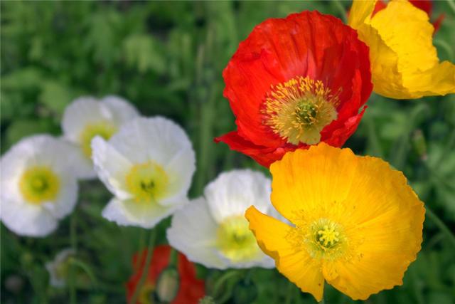 罂粟有几个品种，罂粟有观赏品种吗（罂粟和虞美人差别怎么这么大）