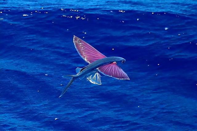 会飞的鱼是什么鱼，世界上有什么鱼（飞鱼能飞400多米远）