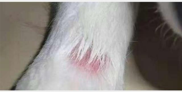 狗狗真菌性皮肤病，狗狗皮肤病（狗狗皮肤病用什么药膏比较好）