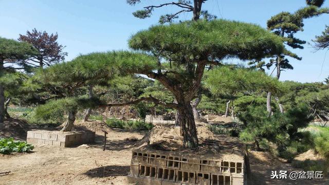 茶油树（茶油树苗），油松做盆景好看好养（茶油树种子）