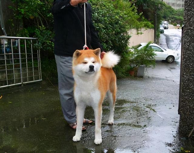 秋田犬一般多少钱，秋田犬一般多少钱一条（秋田犬价格高的6个原因）