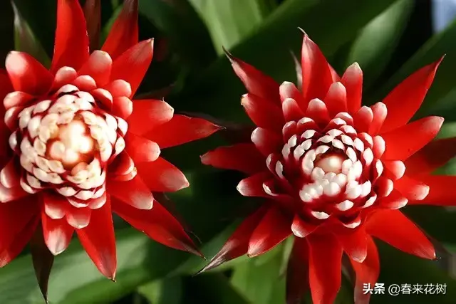 蓬莱松开花图片,春节马上就要到了 - 玉三网